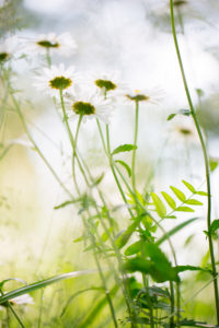 Daisies in garden, light background Daisies in garden, light background